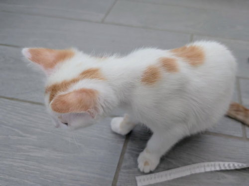 CARAMEL NOUGAT - Domestic Short Hair available for adoption