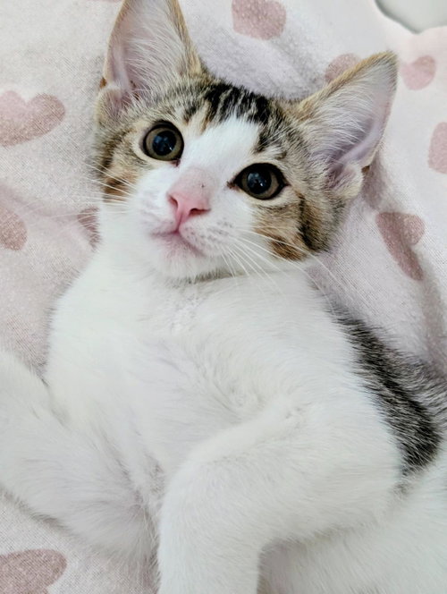 ROCKY NOUGAT - Domestic Short Hair available for adoption
