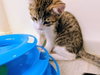 Rocky Nougat - Photo 3