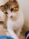 Rocky Nougat - Photo 4