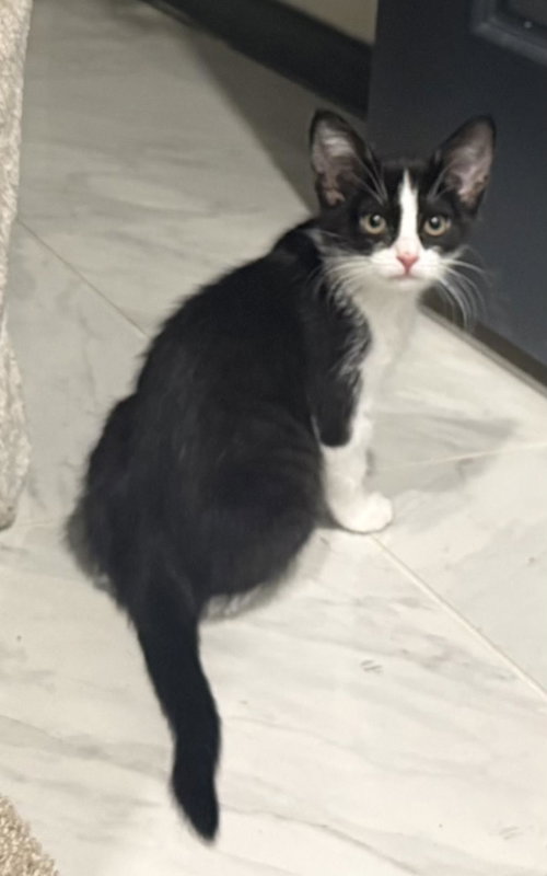 Rosie D'meow