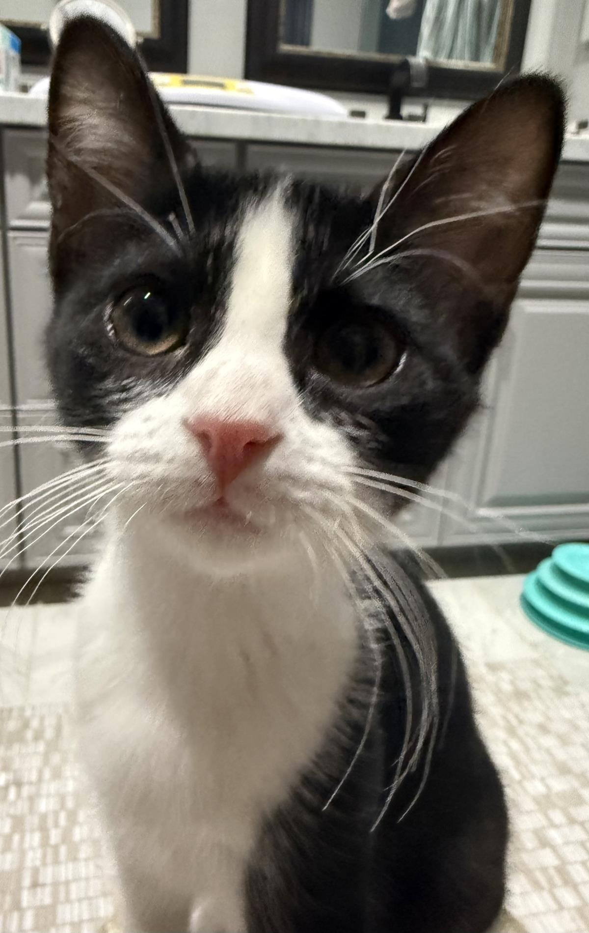 Photo of Rosie D'meow