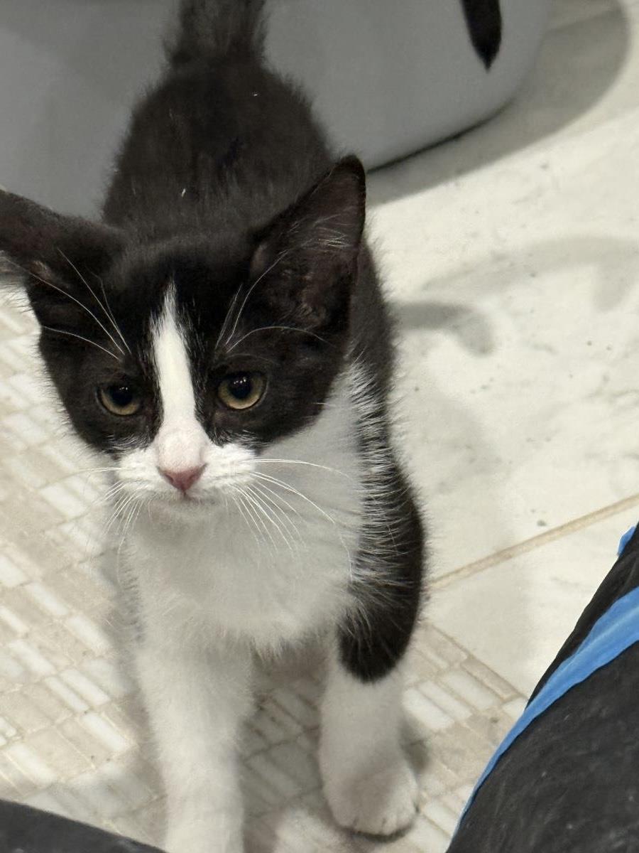 Photo of Rosie D'meow
