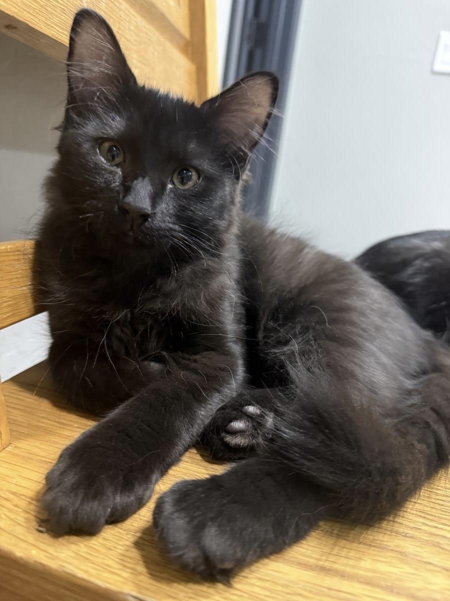Photo of Kobe D'meow
