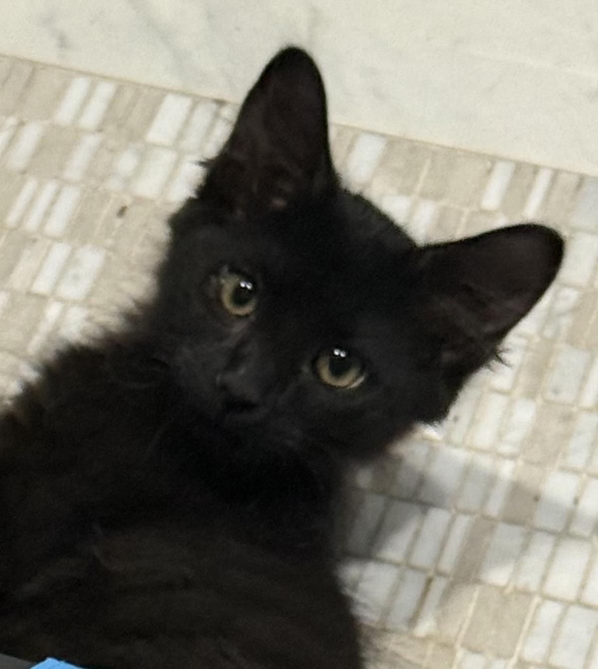 Photo of Kobe D'meow