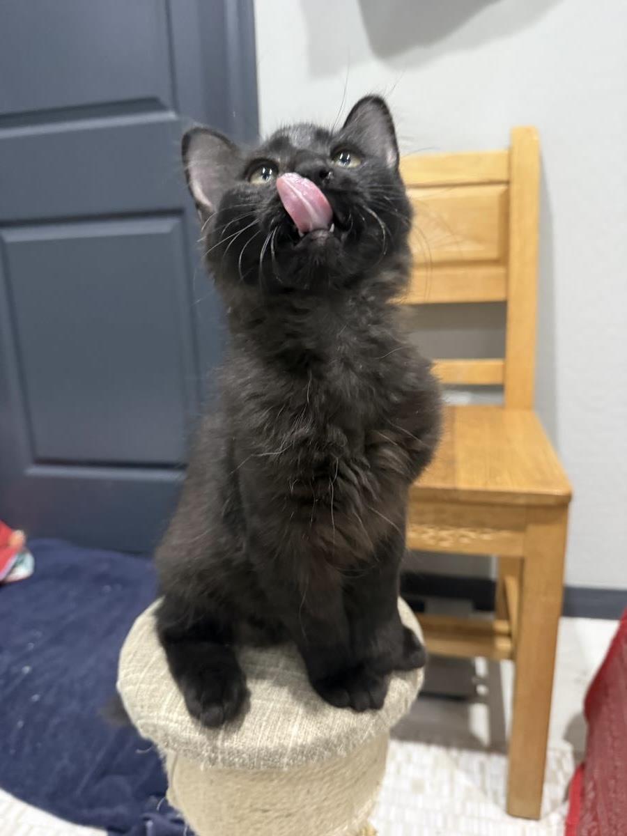 Photo of Kobe D'meow
