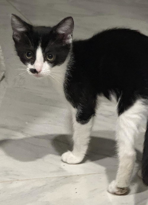 Roxie D'meow