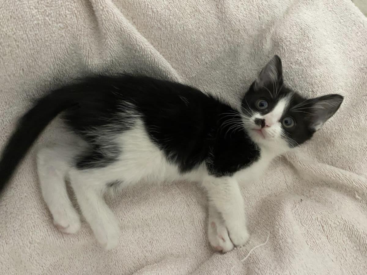 Photo of Roxie D'meow