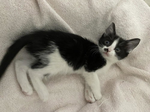 Roxie D'meow, Baby Tuxedo / Mixed, cat for adoption in Chandler, Arizona