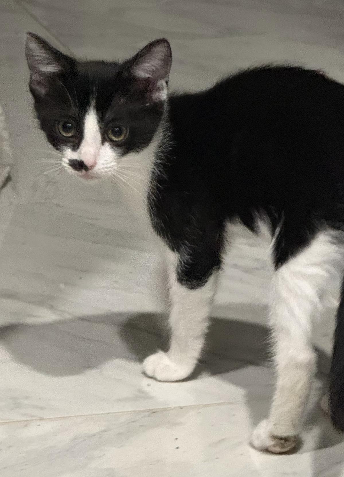 Photo of Roxie D'meow