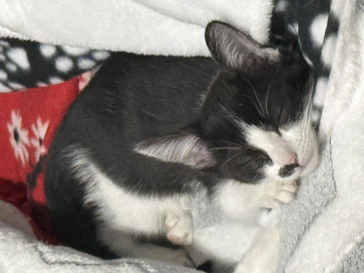 Photo of Roxie D'meow