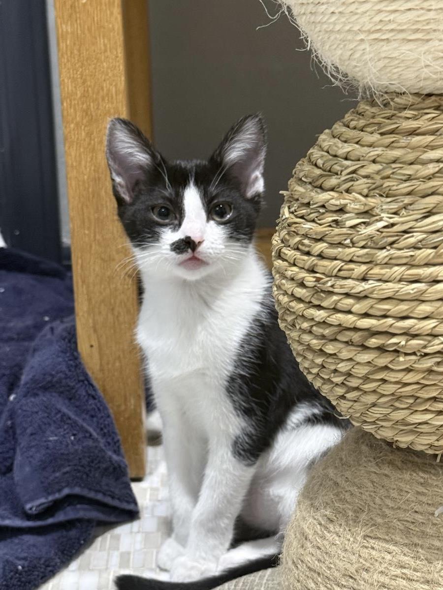 Photo of Roxie D'meow