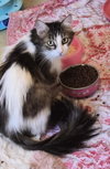 Lily Shamrock - Photo 1