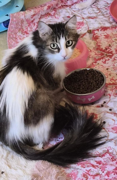 Lily Shamrock, Adult Domestic Long Hair / Tabby / Mixed, cat for adoption in Goodyear, Arizona
