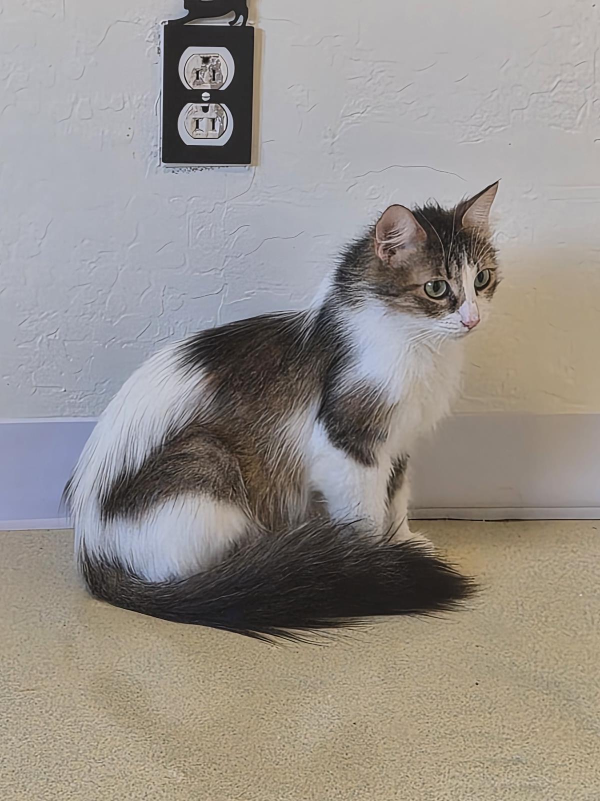 Photo of Lily Shamrock