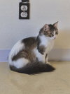 Lily Shamrock - Photo 2
