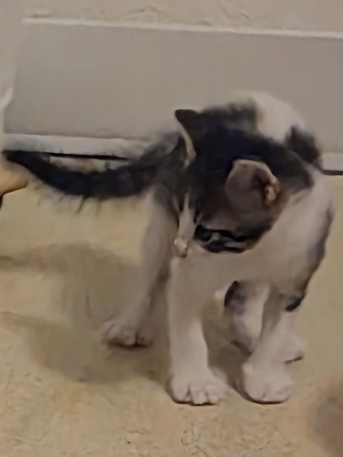 Sam Shamrock, Baby Domestic Medium Hair / Tabby / Mixed, cat for adoption in Apache Junction, Arizona