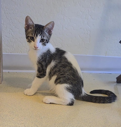 Sam Shamrock, Baby Domestic Medium Hair / Tabby / Mixed, cat for adoption in Goodyear, Arizona