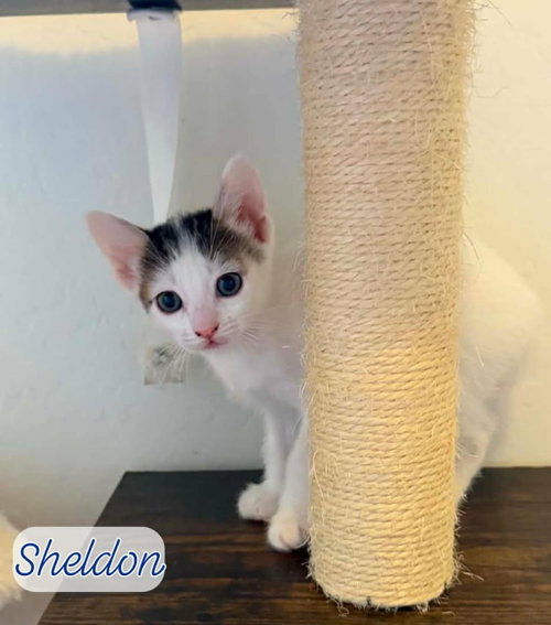 Sheldon Shamrock, Baby Domestic Short Hair / Tabby / Mixed, cat for adoption in Apache Junction, Arizona