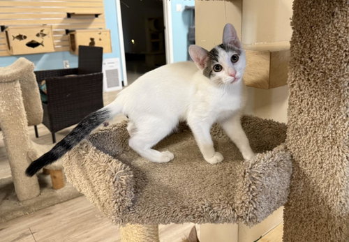 Sheldon Shamrock, an adoptable Domestic Short Hair in Chandler, AZ