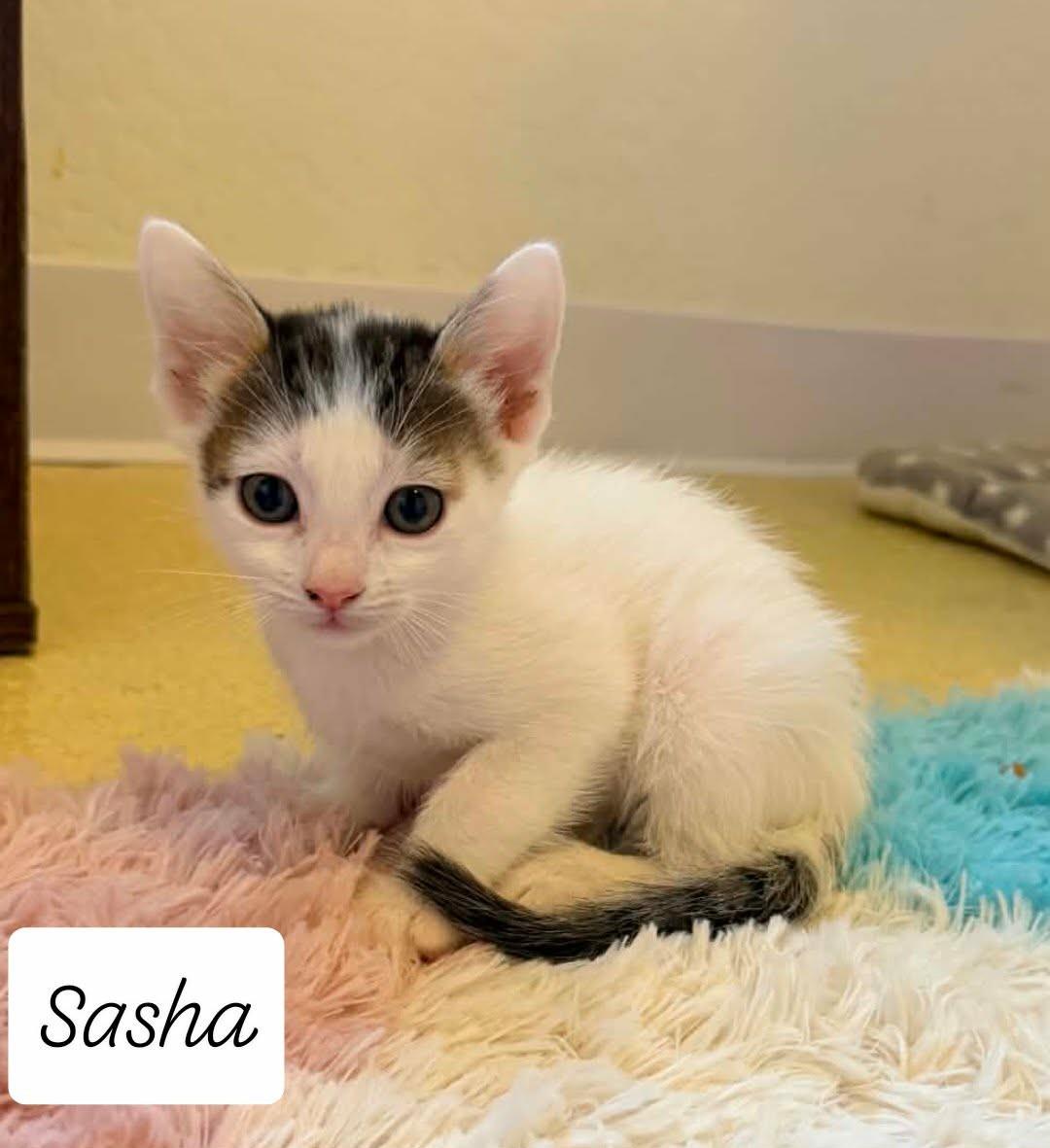 Photo of Sasha Shamrock