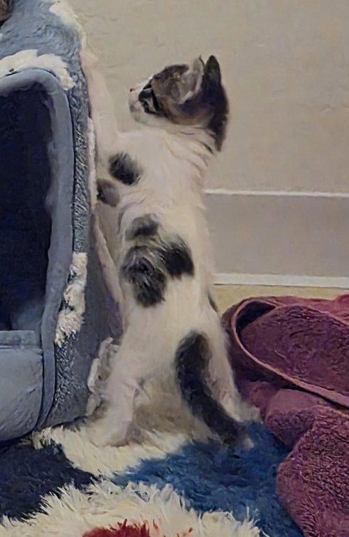 Clover Shamrock, Baby Domestic Short Hair / Tabby / Mixed, cat for adoption in Apache Junction, Arizona