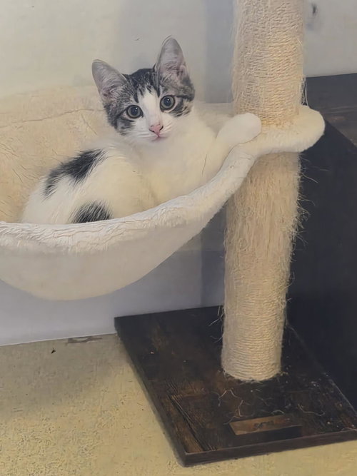 CLOVER SHAMROCK - Domestic Short Hair / Tabby available for adoption