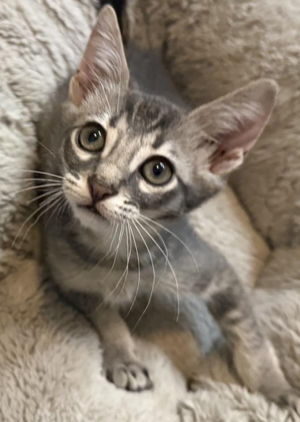 Photo of Linus-vanpelt Peanuts