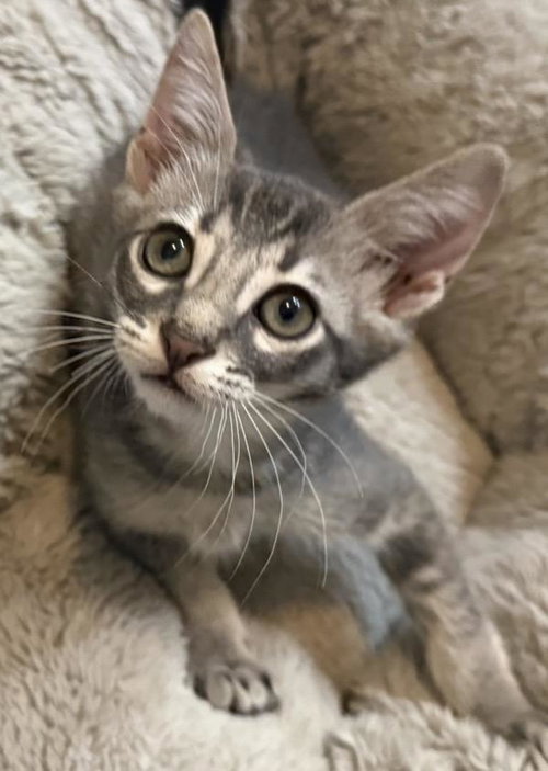 Linus-Vanpelt Peanuts, Baby Tabby / Domestic Short Hair / Mixed, cat for adoption in Apache Junction, Arizona
