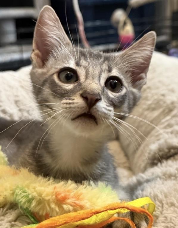 Photo of Linus-vanpelt Peanuts