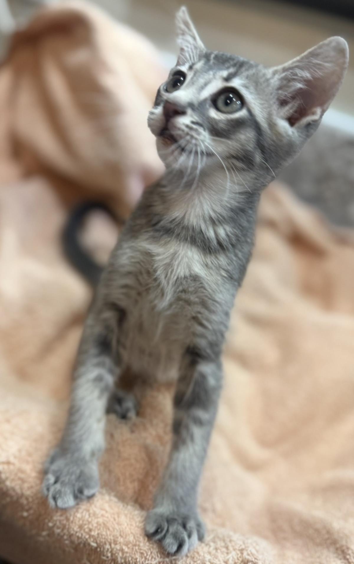 Photo of Linus-vanpelt Peanuts