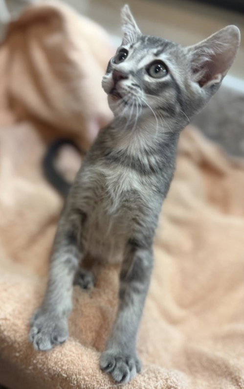Linus-Vanpelt Peanuts photo 3
