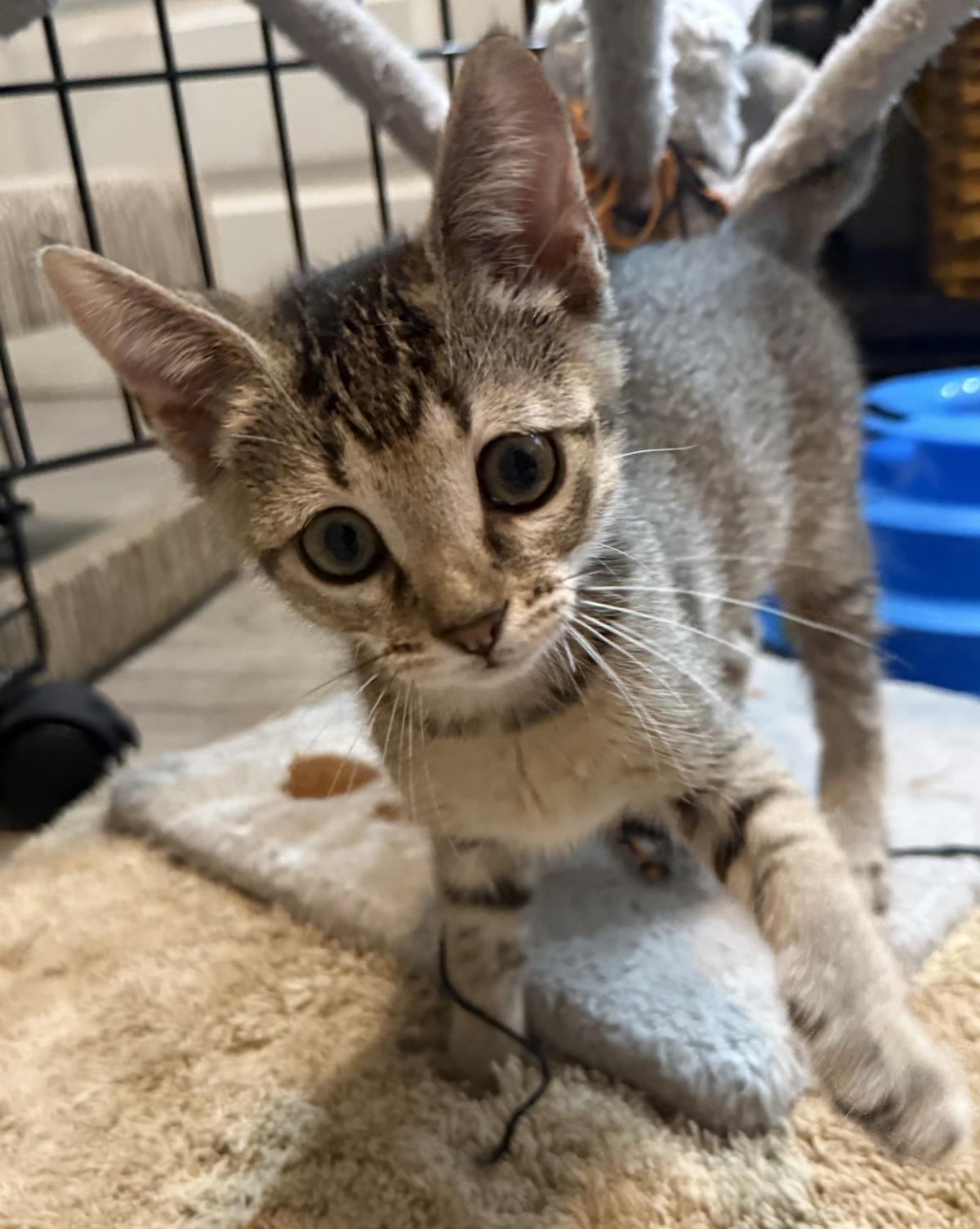 Photo of Sally-brown Peanuts