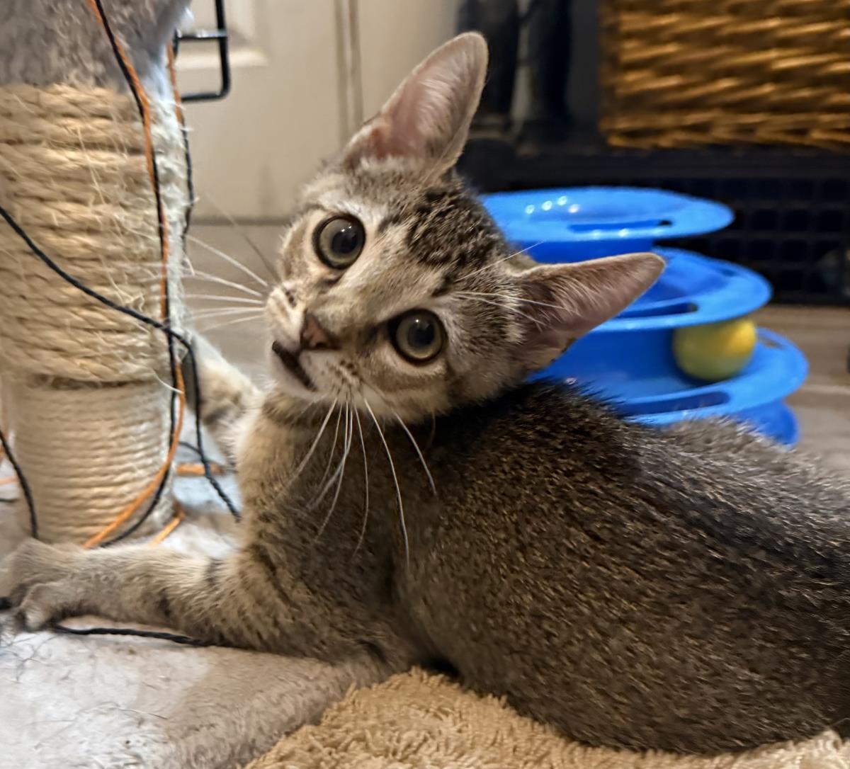 Photo of Sally-brown Peanuts