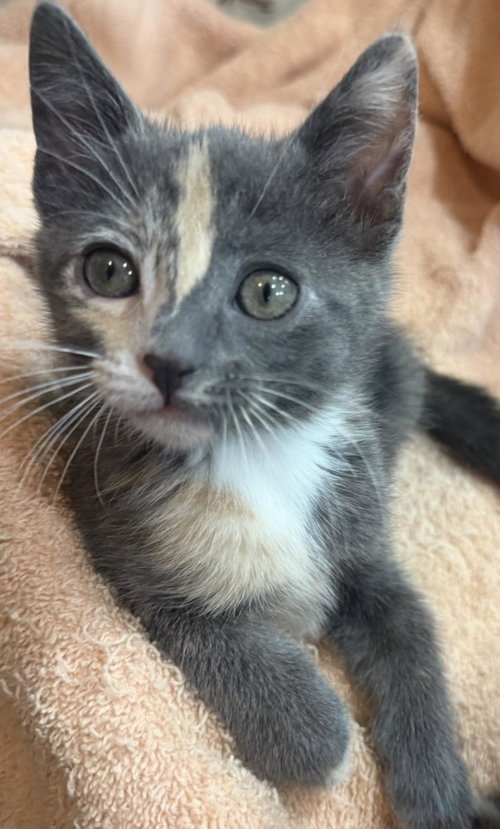 Peppermint-Patty Peanuts, Baby Dilute Tortoiseshell / Domestic Short Hair / Mixed, cat for adoption in Apache Junction, Arizona