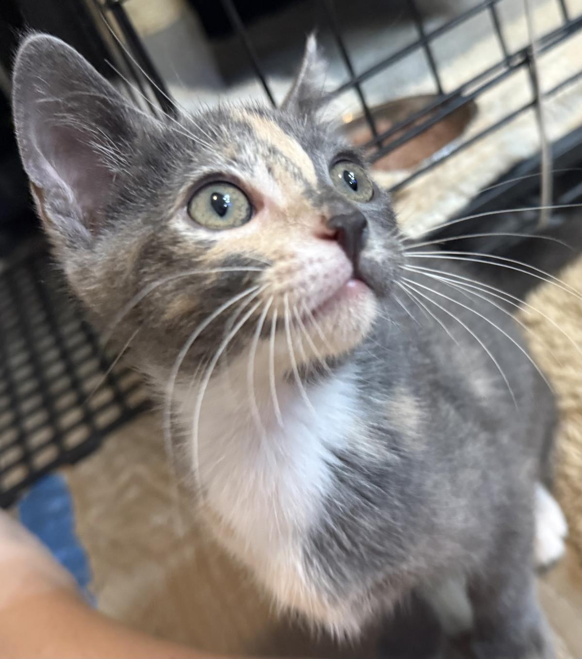 Photo of Peppermint-patty Peanuts