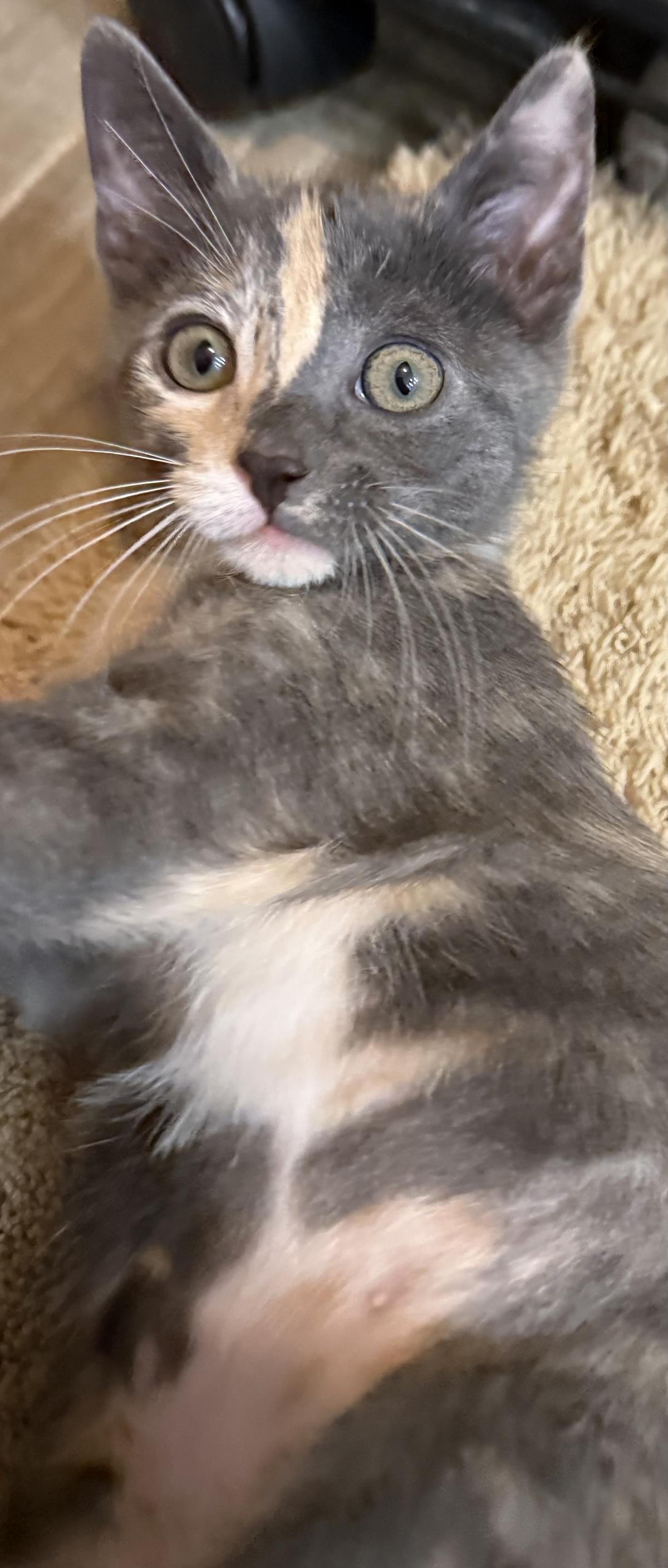 Photo of Peppermint-patty Peanuts