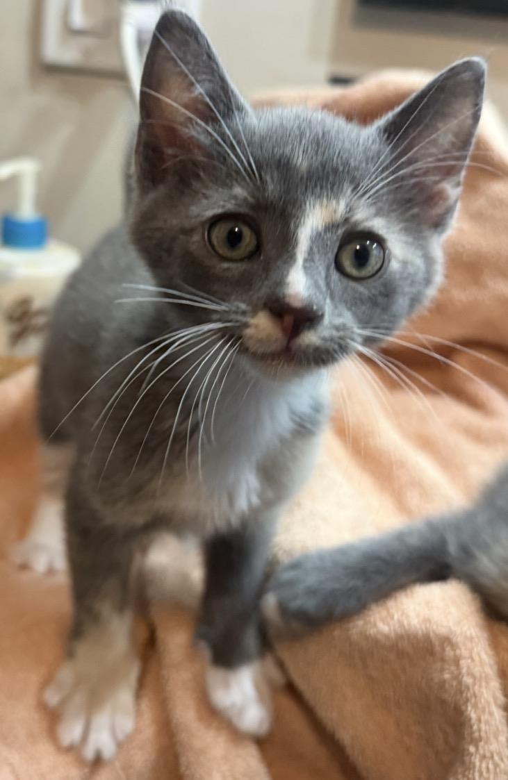 Photo of Lucy-vanpelt Peanuts