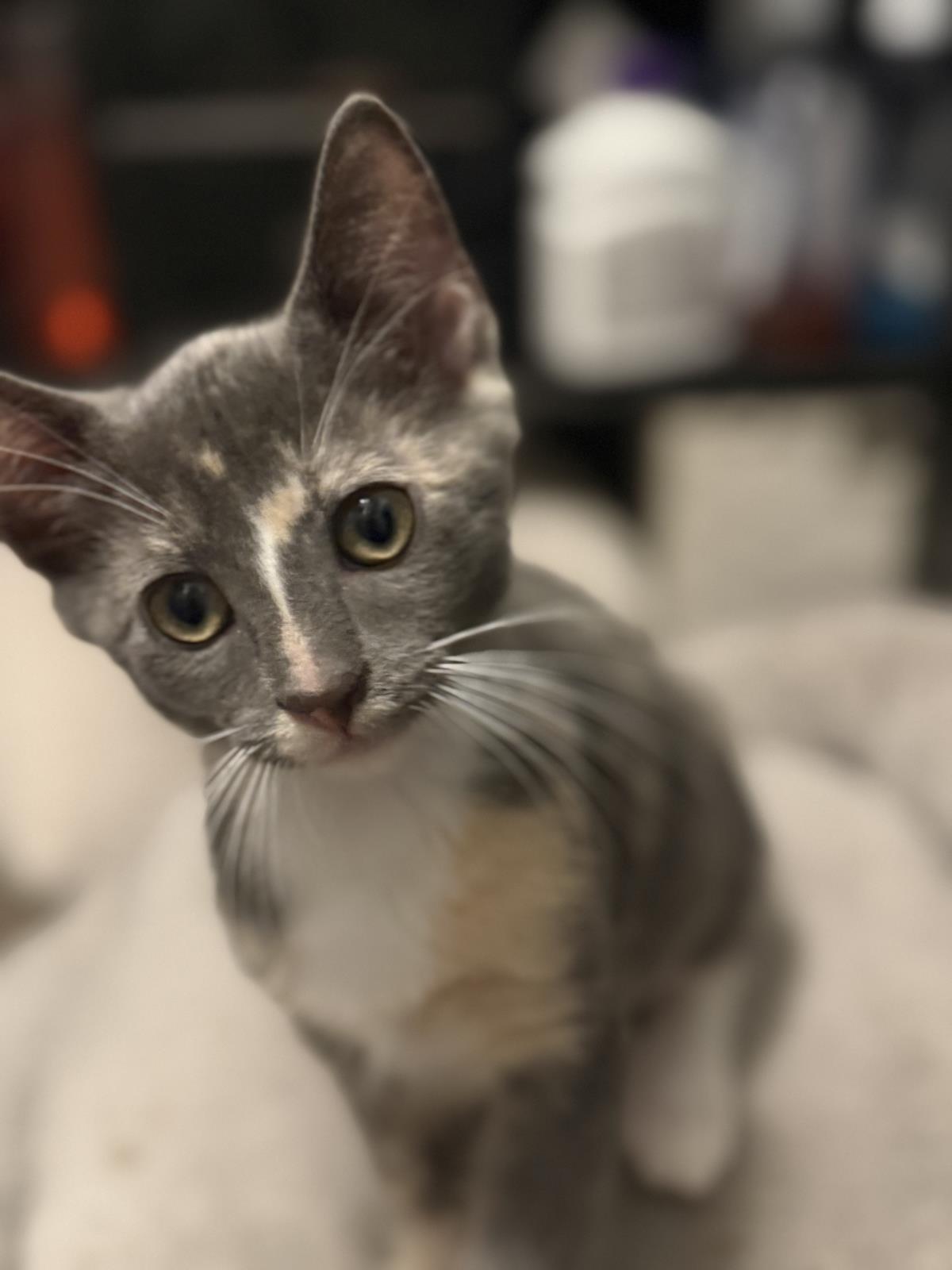 Photo of Lucy-vanpelt Peanuts