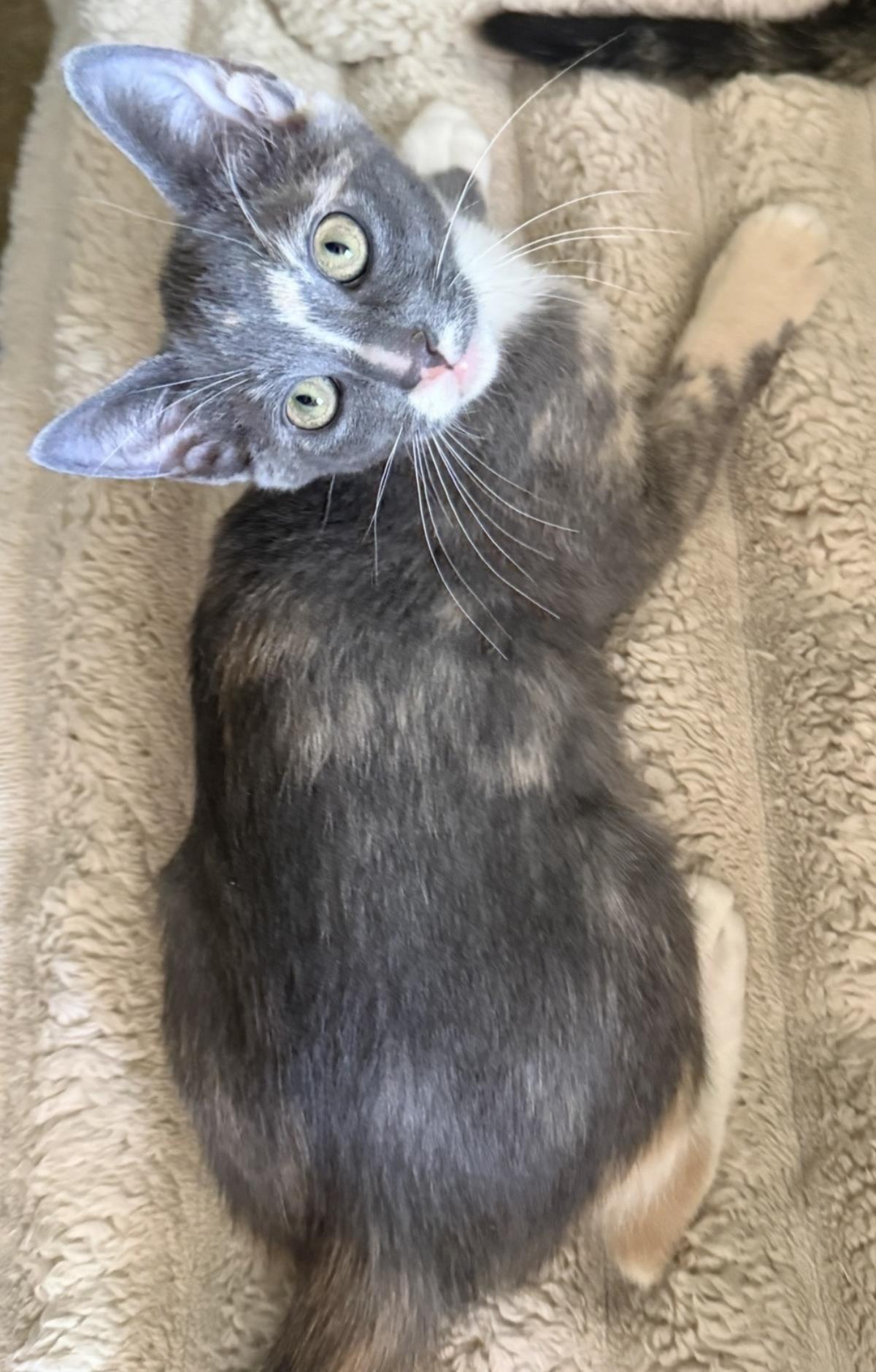 Photo of Lucy-vanpelt Peanuts