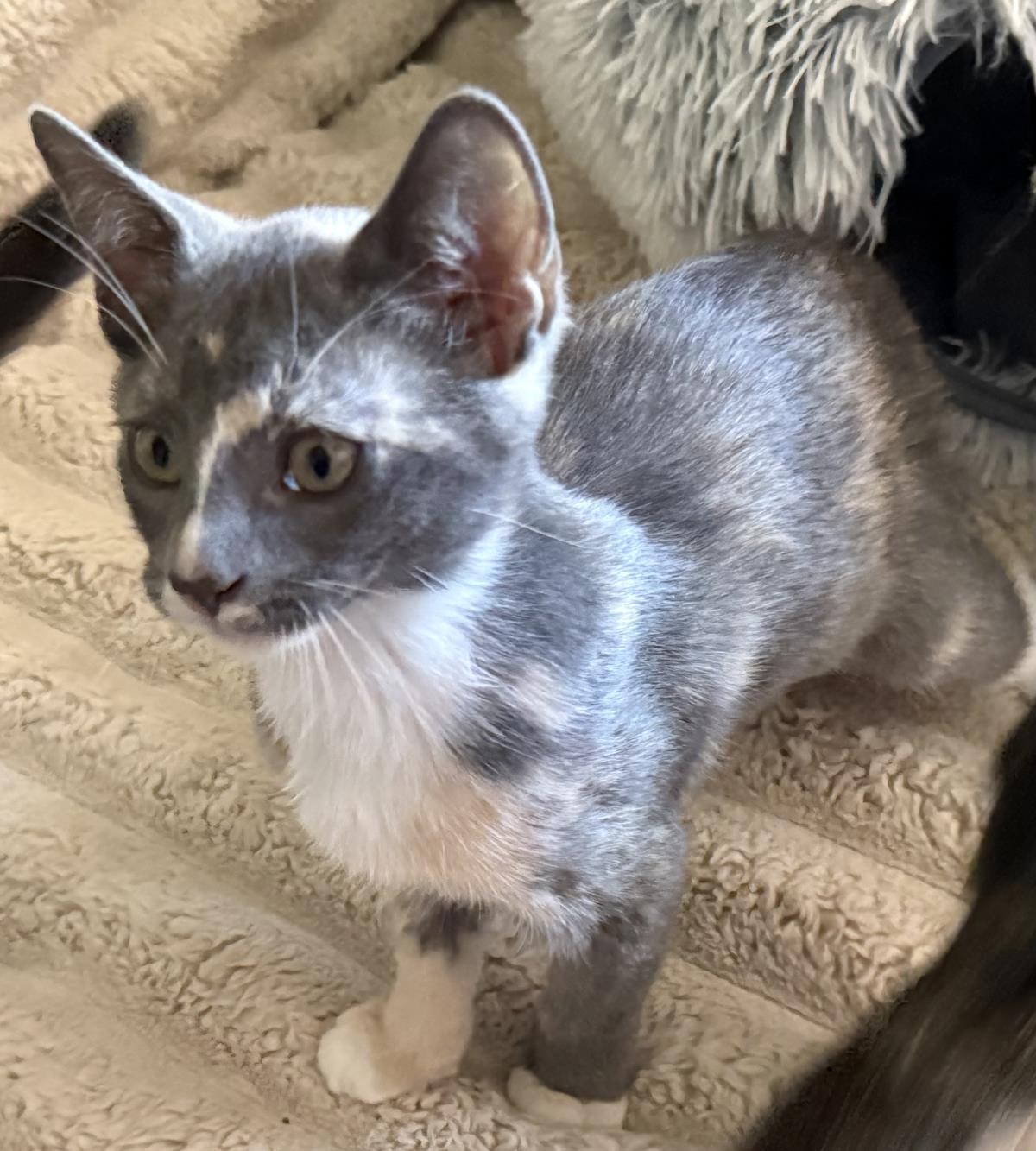 Photo of Lucy-vanpelt Peanuts