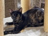 Nutmeg Spicewood - Photo 1