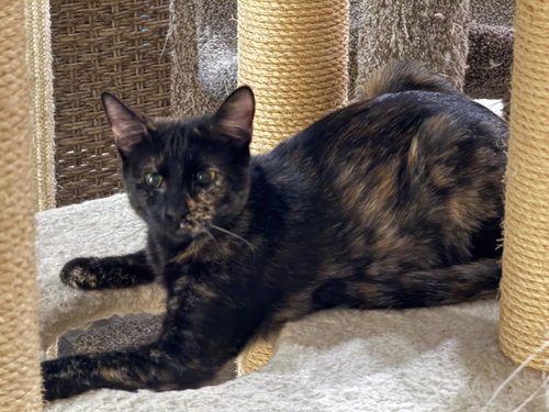 Nutmeg Spicewood, Young Tortoiseshell / Domestic Short Hair / Mixed, cat for adoption in Tempe, Arizona