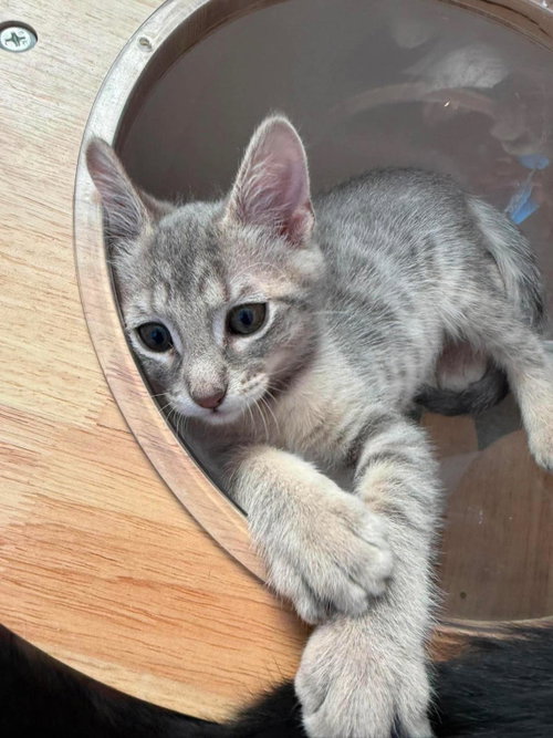 GEMINI ZODIAC - Tabby / Domestic Short Hair available for adoption
