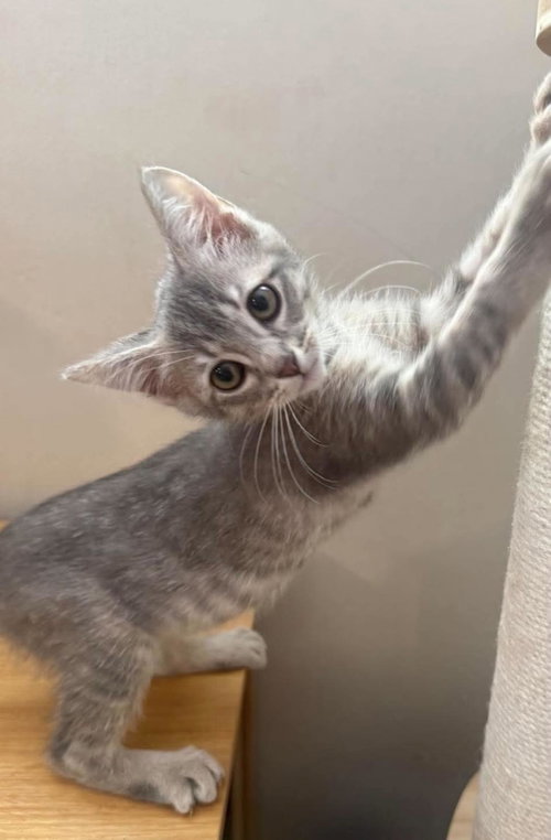 LIBRA ZODIAC - Tabby / Domestic Short Hair available for adoption