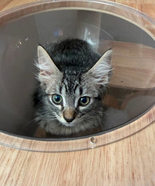 TAURUS ZODIAC - Tabby / Domestic Medium Hair available for adoption