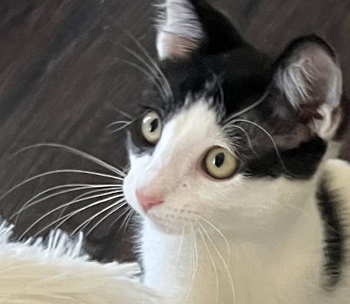 Lincoln Rae, Baby Domestic Short Hair / Mixed, cat for adoption in Tempe, Arizona