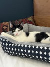 Lincoln Rae - Photo 3