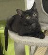 Biscotti Delights - Photo 1