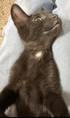 Mocha Delights - Photo 2